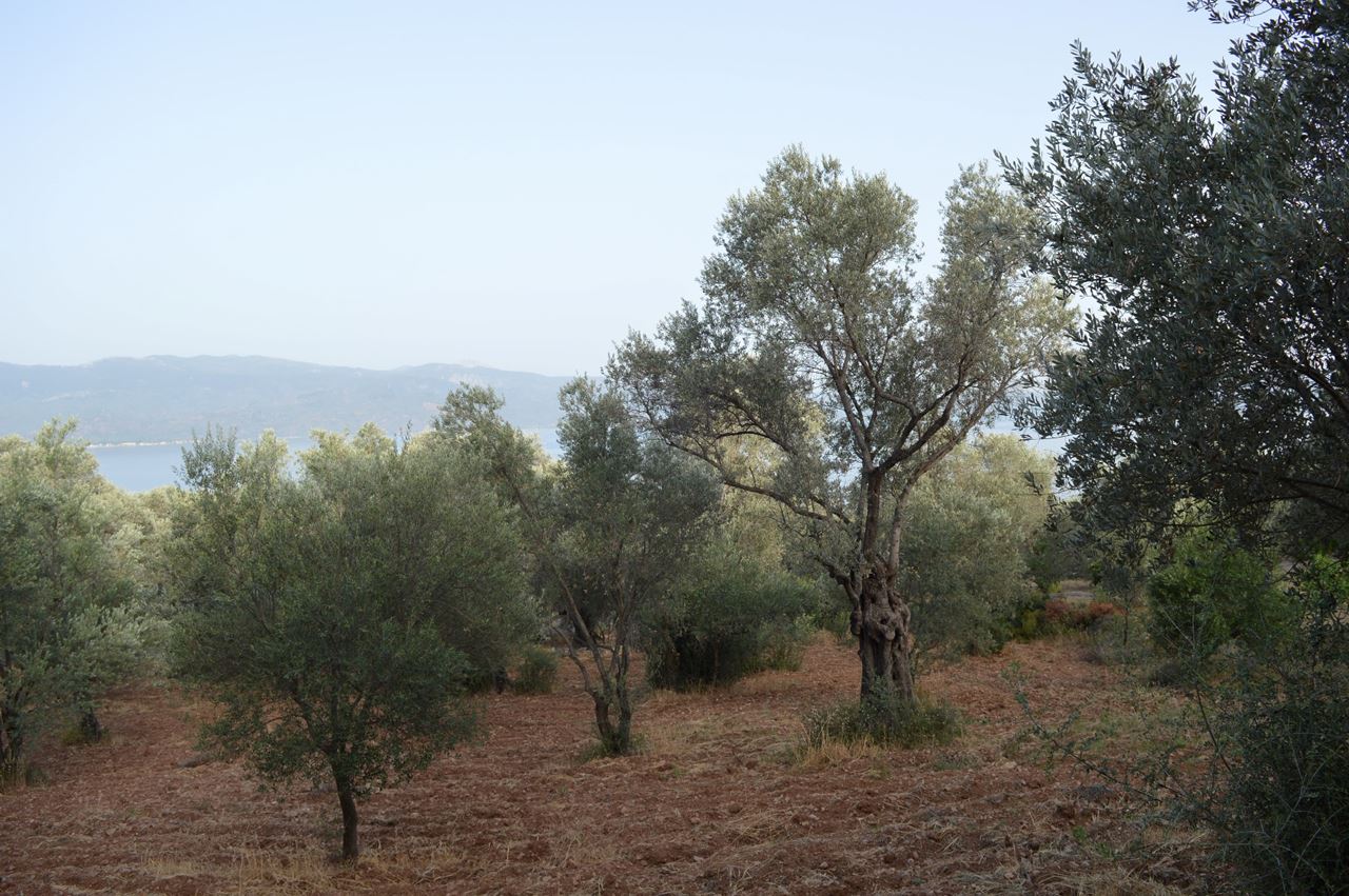 Land Plot - Lesvos - Mytilini - Alyfanta